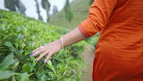Alone-young-girl's-hand-touches-leaves-in-tea-garden-and-walks,-slow-motion,-shot-from-behind,-closeup-shot