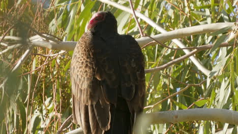 Close-up-of-an-ugly-Turkey-Vulture-perched-on-a-tree-limb-waiting-for-death