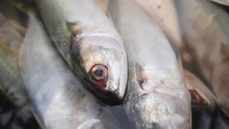 Close-up-of-fresh-fish-in-container-with-water