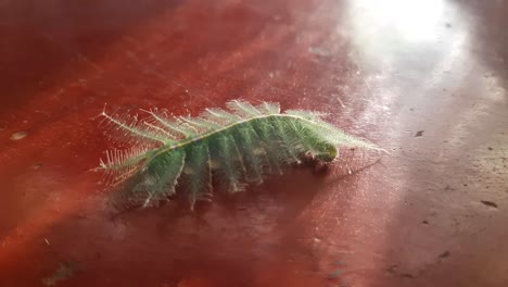 Baron-Butterfly-caterpillar-on-red-surface