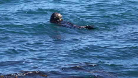Sea-otter-eating-shellfish