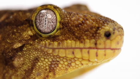 Tokay-gecko-licks-eyes---extreme-close-up-on-face---side-profile---isolated-against-white-background