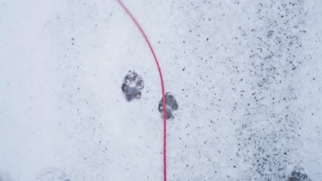 Red-Rope-Dog-Leash-On-Winter-Ground-With-Dog-Footmarks