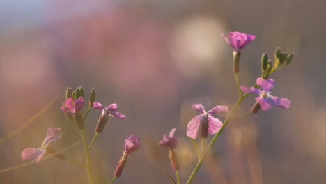 Lunaria-flowering-plant,-macro-closeup-of-pink-petals-blowing-in-wind