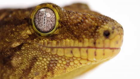 Tokay-Gecko---Extrem-Nah-Oben-Am-Seitenprofil-Des-Gesichts-Und-Des-Schönen-Auges
