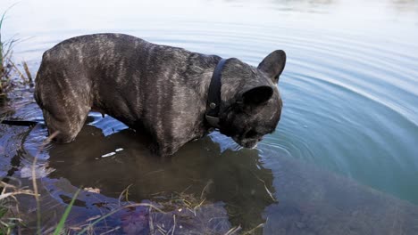 Französische-Bulldogge-Steht-Am-Ufer-Eines-Sees-Und-Geht-Dann-Langsam-Ins-Wasser-Bis-Zum-Körper-Um-Dann-Zu-Trinken