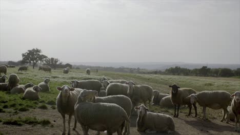 Grasende-Schafe-In-Natürlicher-Umgebung
