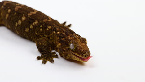 Tokay-Gecko-Von-Oben-Isoliert-Auf-Weißem-Hintergrund---Platz-Rechts-Kopieren