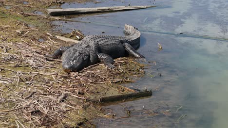 Fauler-Amerikanischer-Alligator,-Der-Sich-An-Einer-Trockenen-Stelle-Eines-Sumpfes-Entlang-Der-Wasserstraße-Des-Golfs-Zwischen-Der-Küste-Im-Süden-Von-Texas-Sonnt---Vorderansicht