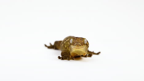 Tokay-Gecko,-Der-Direkt-In-Die-Kamera-Blickt---Augen-Mit-Der-Zunge-Leckt---Totale