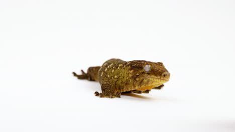 Tokay-Gecko-Mira-Hacia-La-Cámara-Y-Luego-Gira-La-Cabeza-Hacia-La-Derecha,-Aislado-En-Fondo-Blanco