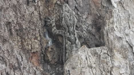Lizard-hiding-on-tree-