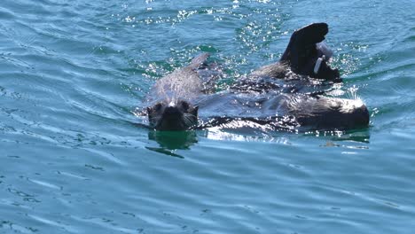California-sea-otters.-Close-up-video-in-4K