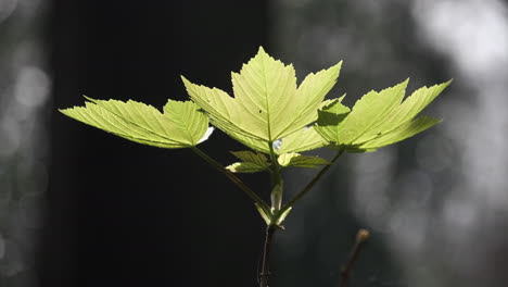 Die-Ersten-Bergahornblätter-Des-Frühlings-In-Wäldern-In-Worcestershire,-England,-Während-Der-Sonnenschein-Der-Vorsaison-Die-Jungen-Blätter-Beleuchtet