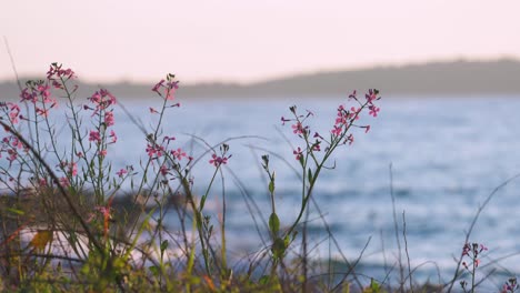 Lunaria-pink-wildflowers-on-coast-at-sunset,-tranquil-landscape-scenery