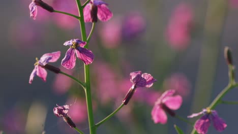 Schöne-Lunaria-Rosa-Blühende-Pflanze,-Makro-Nahaufnahme-Von-Blütenblättern-Im-Feld