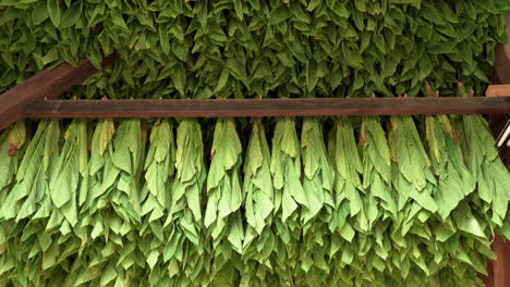 A-harvest-of-tobacco-drying-in-a-tobacco-barn-in-southern-Lancaster-County,-Pennsylvania