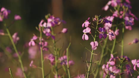 Lunaria-Rosa-Wildblume-Auf-Der-Wiese-Bei-Sonnenuntergang,-Blühende-Pflanze-Im-Wind