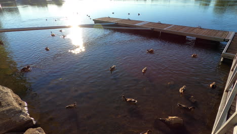 dock-alongshore,-river-view,-nature,-ducks-on-water,-summer,-summertime,-landscape,-park,-panorama,-sunny-day