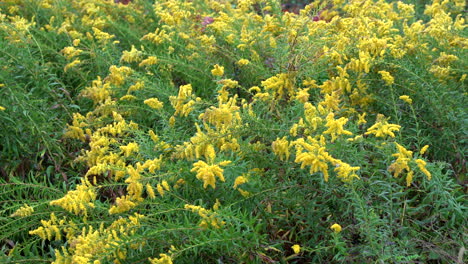 A-beautiful-field-of-goldenrod-in-the-early-autumn-in-the-wilderness