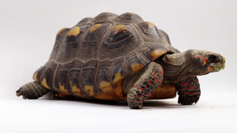 Red-footed-tortoise-turns-to-show-side-profile---isolated-on-white-background