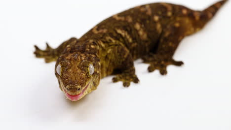 Tokay-Gecko,-Der-In-Richtung-Kamera-Blickt,-Streckt-Die-Zunge-Heraus---Schwenk