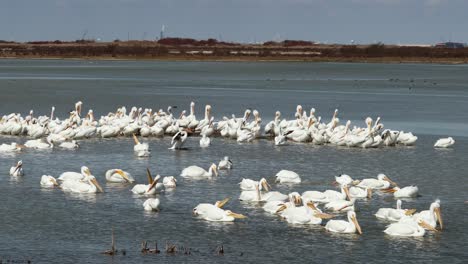 Large-colony-of-American-White-Pelicans-in-the-shallow-waters-along-the-Gulf-Intercoastal-Waterway-in-southern-Texas