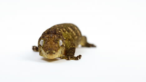 Tokay-gecko-walks-towards-camera-isolated-on-white-background---medium-shot