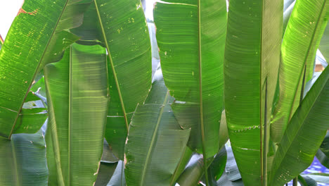 Bananenbaumblätter-Mit-Wind