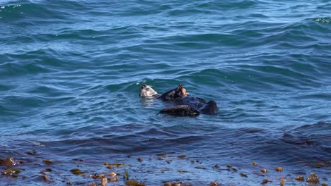 Sea-otter-holding-a-crab-in-Monterey-Bay,-California