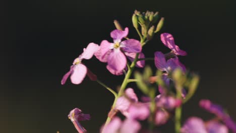 Wild-Lunaria-pink-wildflower-plant-moving-in-wind,-spring-flower-in-morning