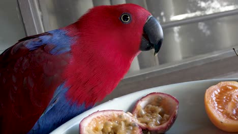 Weiblicher-Eclectus-Papagei-Frisst-Tropische-Früchte,-Rote-Und-Blaue-Eclectus-Roratus