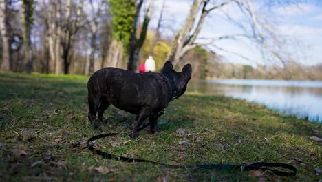 Französische-Bulldogge-Steht-Am-Ufer-Eines-Sees-Und-Kümmert-Sich-Um-Wanderer