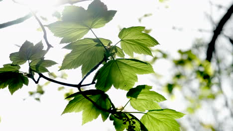 Die-Ersten-Bergahornblätter-Des-Frühlings-In-Wäldern-In-Worcestershire,-England,-Während-Der-Sonnenschein-Der-Vorsaison-Die-Jungen-Blätter-Beleuchtet