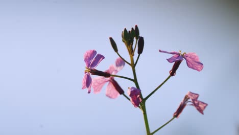 Schöne-Lunaria-Rosa-Wildblumenpflanze,-Nahaufnahme-Der-Frühlingsblume-Am-Morgen