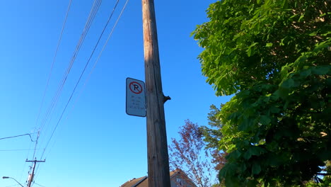 Squirrel-climbing-electric-pole,-funny-view,-electric-wires,-climb,-urban-animal