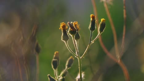 Hypochaeris-radicata,-wildflower-catsear-flatweed-plant-in-meadow,-windy-day