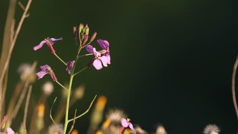 Delicate-pink-Lunaria-wildflower-blowing-in-gentle-breeze,-closeup