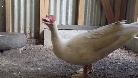Agitated-white-Muscovy-duck-behaves-in-threatening-manner,-farm-animal