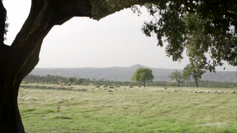 Grasende-Schafe-In-Natürlicher-Umgebung