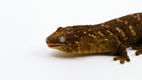 Tokay-gecko-sticks-out-tongue---panning-shot---isolated-against-white-background