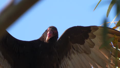 A-Turkey-Vulture-with-its-wings-spread-to-warm-in-the-sun---close-up-portrait-through-the-tree-branches