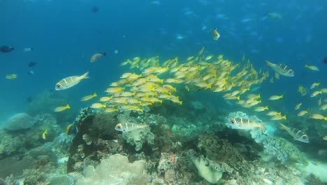 Hypnotisierender-Schwarm-Gelber-Schnapper-über-Einem-Tropischen-Korallenriff