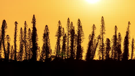 Sonnenuntergang-Hinter-Bäumen-Am-Horizont,-Wunderschöne-Landschaft-Im-Zeitraffer-Bei-Sonnenuntergang