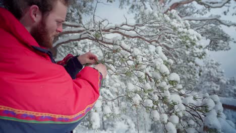 Caucasian-Man-Cutting-Some-Spikey-Leaves-Of-A-Tree-With-A-Scissor-Covered-With-Fresh-Snow-In-Trondheim,-Norway