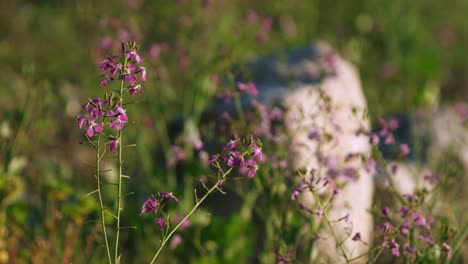 Pink-Lunaria-wildflower-plant-in-meadow-at-sunset,-shallow-depth-of-field