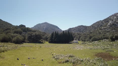 Pov-Zu-Fuß-In-Richtung-Spanischer-Tannen,-Abies-Pinsapo,-In-Der-Sierra-De-Cadiz,-Spanien