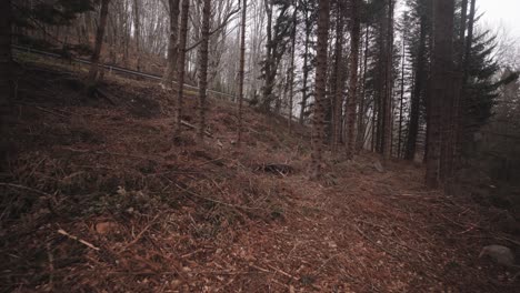 Devastated-deforested-state-of-Montseny-woods-Spain