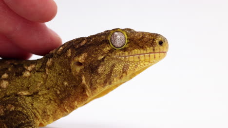 Tokay-Gecko-Wird-Von-Hand-Gestreichelt---Nahaufnahme---Seitenprofil-Vor-Weißem-Hintergrund