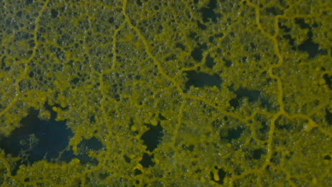Eine-Zweite-Wachstumswelle-Bedeckt-Ein-Netzwerk-Des-Schleimpilzes-Physarum-Polycephalum-In-Zeitrafferbewegung